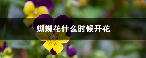 蝴蝶花什么时候开花