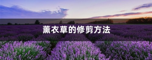 薰衣草的修剪方法